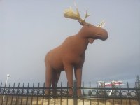 23 - Moose in Moose Jaw.jpg
