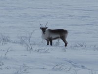 SL Caribou 007.jpg