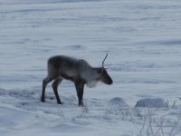 SL Caribou 005.jpg