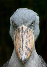 angry bird meme 2.jpg