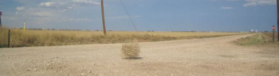 Long_Tumbleweed.jpg