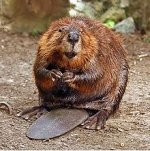 220px-American_Beaver.jpg