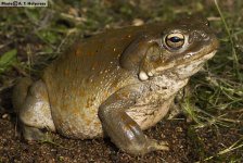 Sonoran Desert Toad.jpg