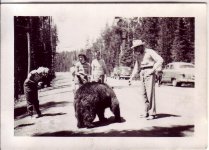 Feeding-the-Bears-at-Yellowstone-from-Starling-Travel.jpg