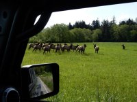 Elk Herd.jpg