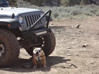 Oliver tied to Jeep.jpg