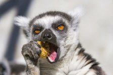 lemur1.jpg