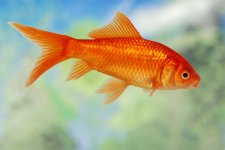 130952-847x567r1-Ordinary-goldfish.jpg