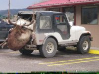 moosejeep.jpg