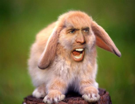 nic-cage-bunny.png