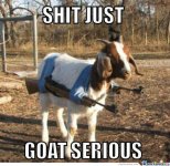 badass-goat_o_1144584.jpg