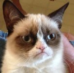 5282-grumpy-cat.jpg