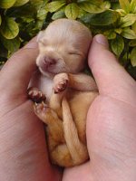 Chihuahua_puppy_001.jpg