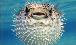 400px-Pufferfish.jpg