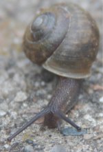 Snail1Cropped.jpg