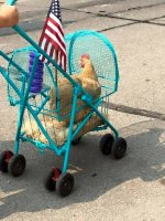 chicken-stroller%7E2.jpeg