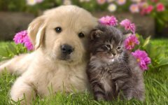 hd-cats-wallpapers-cute-cat-and-dog-cuddling-backgrounds.jpg