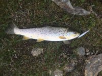 brown on a Rapala.jpg