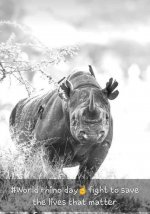 world rhino day.jpg
