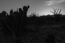 desert+life+bw.jpeg