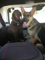 dogs in jeep.jpg