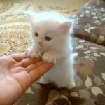 fuzzy-white-kitten-with-stubby-legs-from-sam_ayye-sam-pertsas.jpg