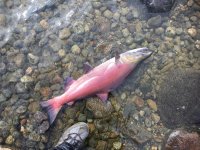 sockeye.jpg