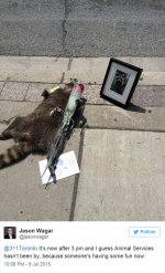 deadraccoonto-toronto-2.jpg