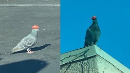 852e2abb-Pigeons.jpg
