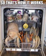 dishwasher dog.jpg