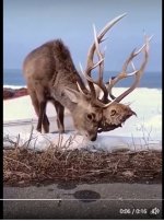 decapitated Elk.JPG