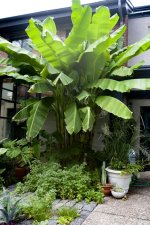 Musa-basjoo-huge-scaled.jpg