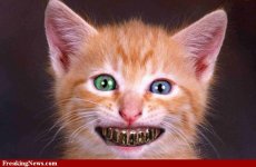 Cat-with-Gold-Teeth--73457.jpg