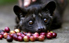 kopi-luwak-630x399.jpg