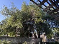 IMG_8308.jpeg