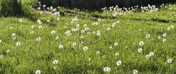 IMG_0287.jpeg