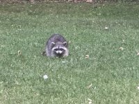 IMG_8347.jpeg