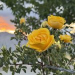 IMG_1622.jpeg