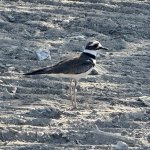 IMG_1637.jpeg