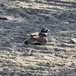 IMG_1638.jpeg