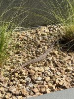 IMG_6273.jpeg IMG_6273.jpeg