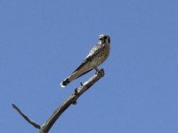 IMG_1654.jpg