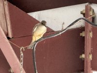 IMG_1690.jpeg