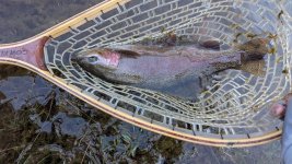 Chunky Trout.jpg