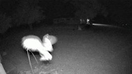 FBHR4441.gif