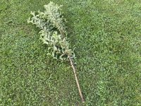 IMG_6175.jpeg