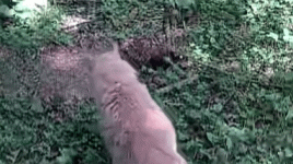 1000030802.gif