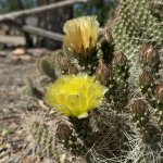 IMG_1808.jpeg