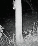 1000031093.gif