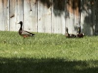 IMG_2036.jpeg